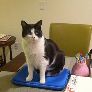 Profile Picture of Nina Velasquez (@ninjav100) on Myspace