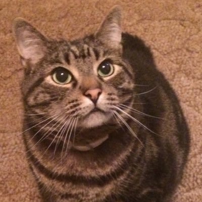 Profile Picture of Trevor Dillon Wise (@Trevordillonwi1) on Twitter