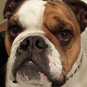 Profile Picture of Bronwyn James (@TheElwoodChannel) on Youtube