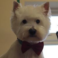 Profile Picture of Canine Grooming Sallins (@canine-grooming-sallins) on Quora