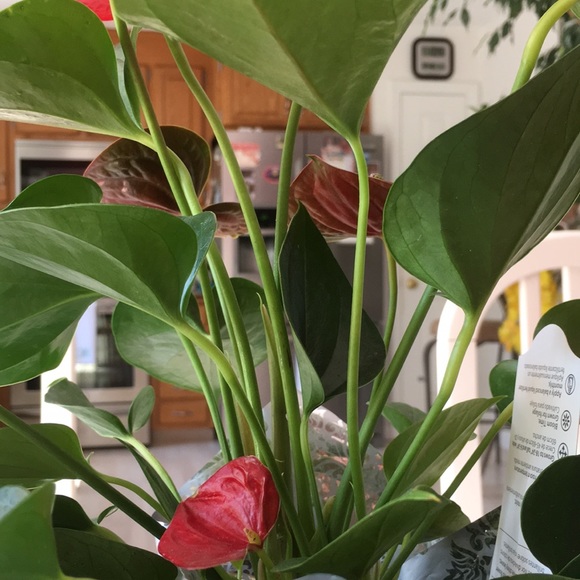 Profile Picture of Adam Haracz (@muz124) on Poshmark