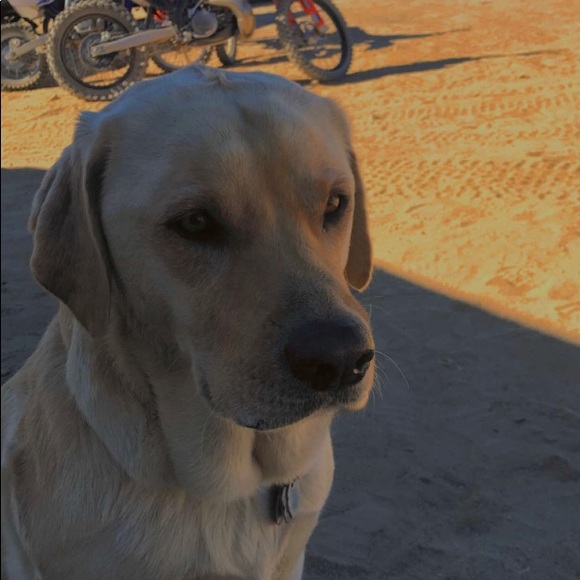 Profile Picture of Jaclyn Richards (@rexxiejac) on Poshmark