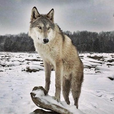 Profile Picture of David Holub (@AgrWolf) on Twitter