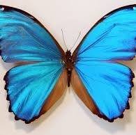 Profile Picture of Ivone Alvarado (@egla.alvarado.1) on Facebook