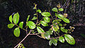 Profile Picture of Hirtellaon Wikipedia