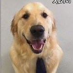 Profile Picture of Max Power (@maxpowerthegolden) on Instagram