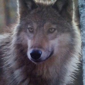 Profile Picture of Steve Mauldin (@SteveSm61) on Twitter