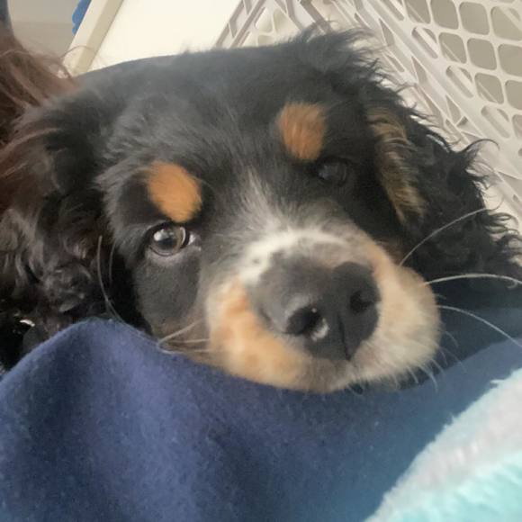 Profile Picture of Alisa Potapova (@alisapotapova) on Poshmark