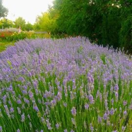 Profile Picture of Jorge Bejarano Gandarilla (@JorgeBejaranoG1) on Twitter