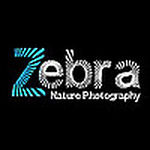 Profile Picture of Matt Carter (@zebra nature photography) on Flickr
