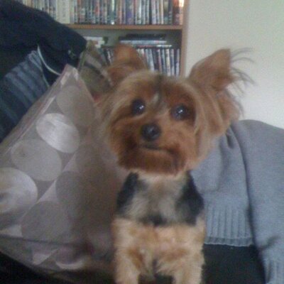 Profile Picture of Steven Orchard (@stevenorchard) on Twitter