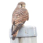 Profile Picture of Hiromi Birder (@hiromibirds9622) on Youtube