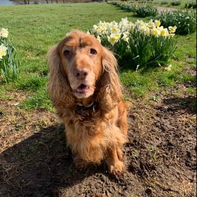 Profile Picture of Sam Spinks (@SamSpinks6) on Twitter