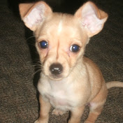 Profile Picture of Joanne Robison (@AimeeRobisonsheltiemomma) on Youtube