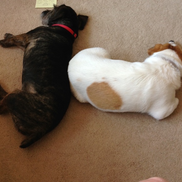 Profile Picture of Cheryl Plusch (@clplusch) on Poshmark