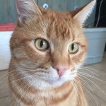 Profile Picture of Campbell Ramsey (@cat.son.ramsey) on Instagram