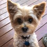 Profile Picture of Chris Majors (@christine_majors) on Instagram