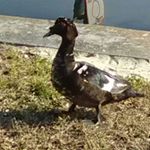 Profile Picture of Larry Dan Singletary (@reactkid1) on Instagram