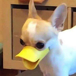 Profile Picture of Daniel Rodriguez Espinoza (@dani-elied) on Flickr