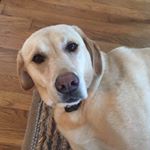 Profile Picture of Lisa Thatcher (@lathatcher) on Instagram