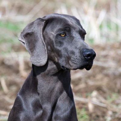 Profile Picture of Don Fuego (@doucet_jared) on Twitter