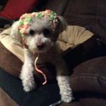 Profile Picture of Paola Pawlak (@paolapawlak) on Instagram