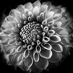 Profile Picture of Nancy Carroll (@really_late_bloomer) on Flickr