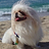 Profile Picture of wei zheng (@pekinese) on Flickr