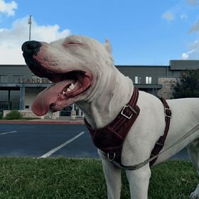 Profile Picture of Steven Vannoy (@stevenvannoy4) on Pinterest