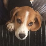 Brad - Instagram Profile Picture of Brad (@brad_beagle) on Instagram