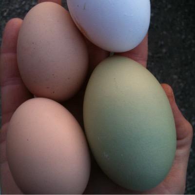 Profile Picture of Best Apple Co. (@BacTami) on Twitter