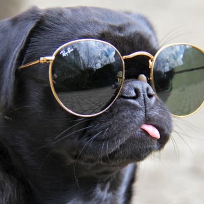 Profile Picture of Pug4luf (@SuzanneHansen19) on Twitter