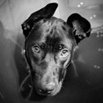 Profile Picture of Porter Pan (@porter_the3legged_pan) on Instagram