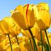 Profile Picture of Dhananjay Joshi (@joshi72d) on Pinterest