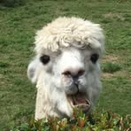 Profile Picture of Alan Laughlin (@alan.laughlin.750) on Facebook