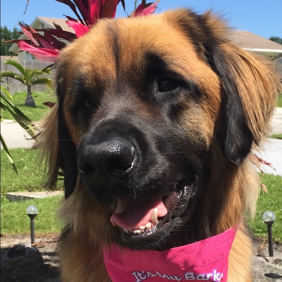 Profile Picture of Jamie Rautins (@jamierautins) on Poshmark