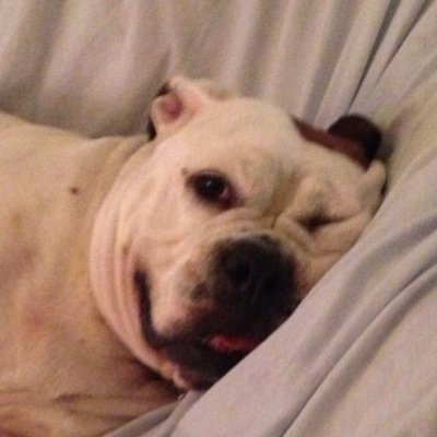 Profile Picture of Wellshodtodd (@ToddMonahan) on Twitter