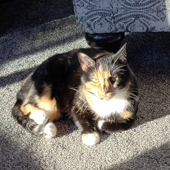 Profile Picture of Deb Wilking (@dwilking) on Poshmark