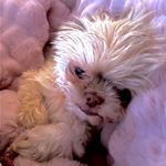 Profile Picture of Donielle Hansen Randall (@donielle_turnbow) on Instagram