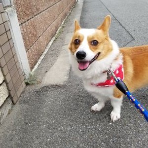 Profile Picture of YANGOROU &CHASEN & RAPHY (@yasu0706yangoro) on Twitter