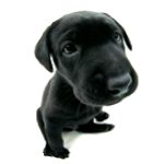 Profile Picture of David Franceschi (@davidfranceschi) on Twitter