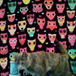 Profile Picture of mikayla rose paulino (@m_r_p_121105) on Instagram