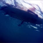 Profile Picture of James Hochstetler (@james.hochstetler.761330) on Facebook