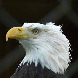 Profile Picture of Aurelia Brown (@lazymax55) on Twitter