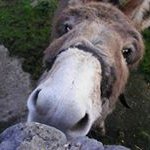 Profile Picture of Jim Roach (@jimro13) on Instagram