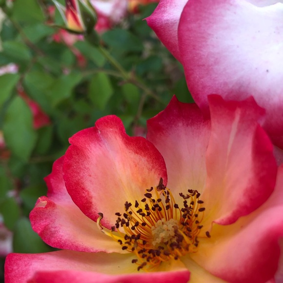 Profile Picture of Emmanuel Aceves (@emmanuel_2201) on Poshmark