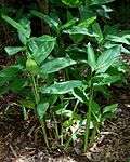 Profile Picture of Maranta arundinaceaon Wikipedia
