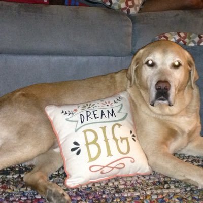 Julie Perron - Twitter Profile Picture of Julie Perron (@jcpjardi) on Twitter