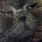 Profile Picture of Conrad Robertson (@conrad_crazyboy) on Instagram