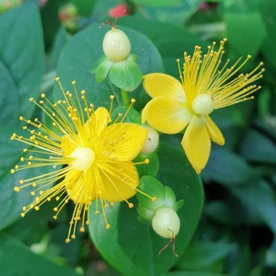 Profile Picture of Eliz Tung (@SC2Nemesis) on Twitter